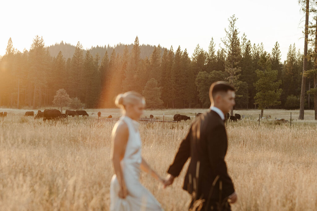 bride and groom walking in a meadow at sunset with cows behind them at kinship ranch