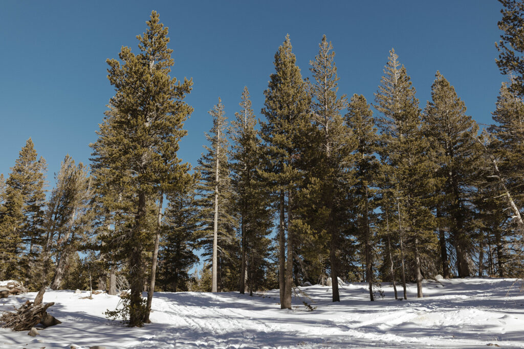 Tall pine trees sticking out of snow covered ground with clear blue sky in Lake Tahoe