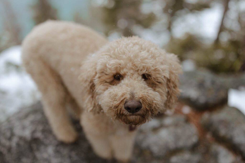 dog looking at the camera with snow on it's fur