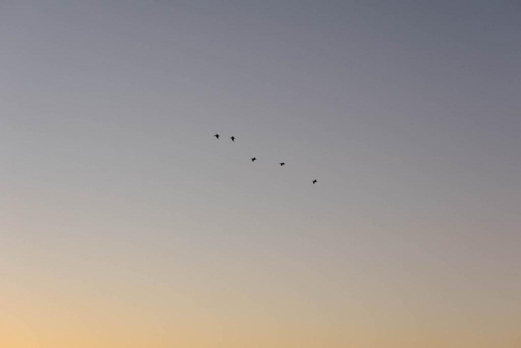birds flying in the air at sunset in San Fransisco