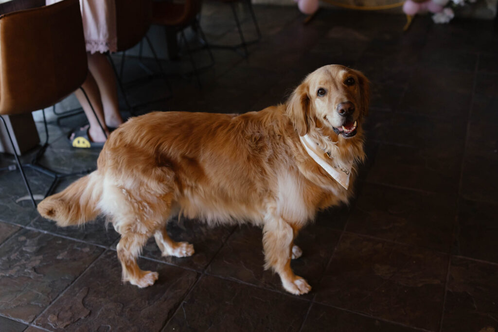 Floyd the golden retriever wearing a wedding bandana during the couple’s Emerald Bay elopement