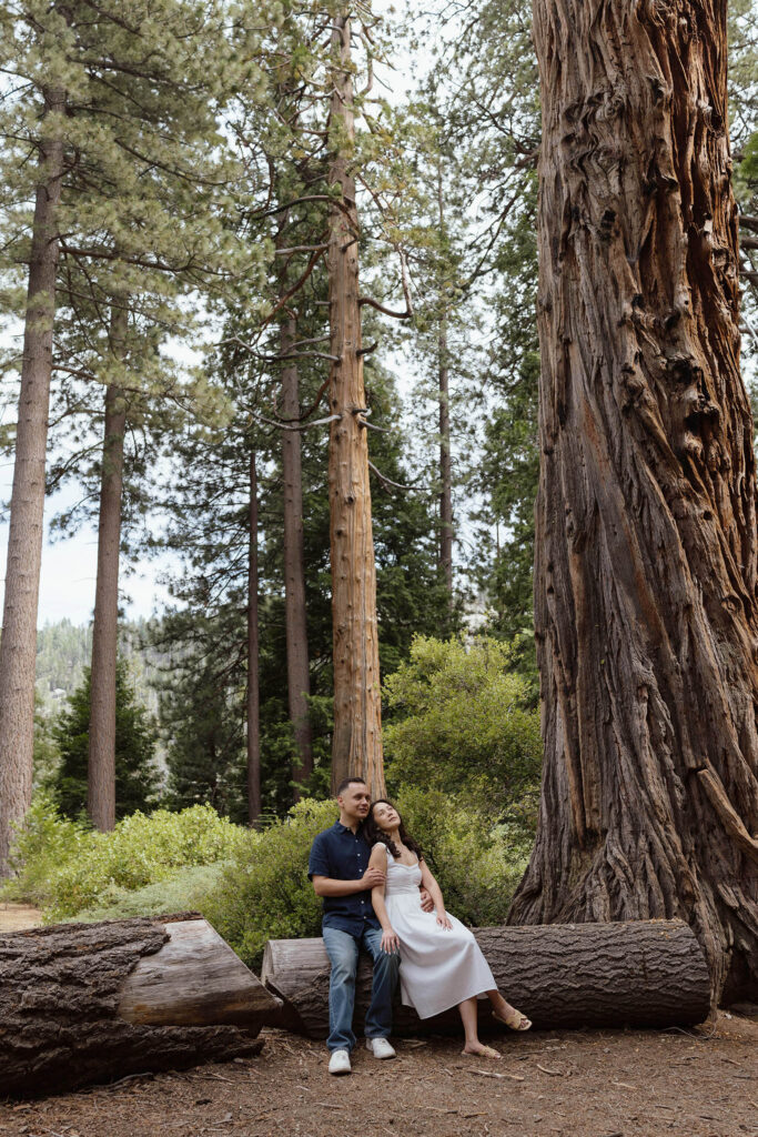 Engagement couple sitting on log together next to tall tree with pine trees in background at Emerald Bay
